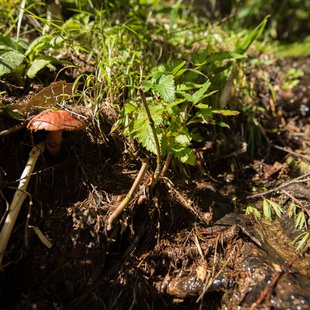しらび平、千畳敷カール15