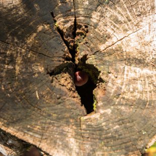 しらび平、千畳敷カール16