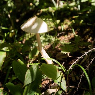 しらび平、千畳敷カール17