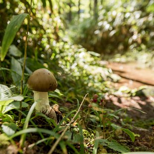 しらび平、千畳敷カール18