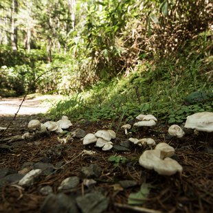 しらび平、千畳敷カール19