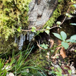 扇沢、黒部ダム17