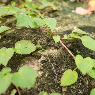 扇沢、黒部ダム18