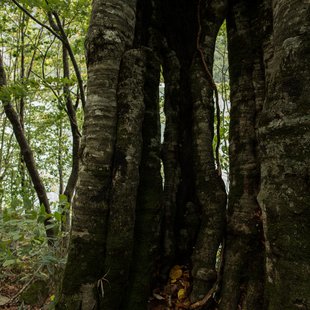 扇沢、黒部ダム19