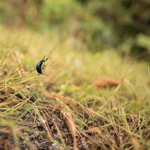 扇沢、黒部ダム21