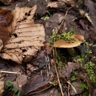 扇沢、黒部ダム22