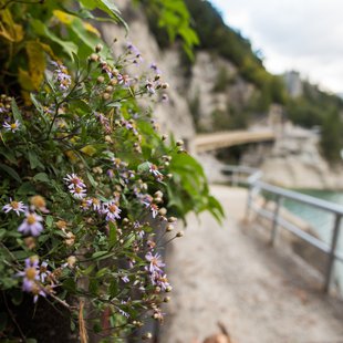 扇沢、黒部ダム24