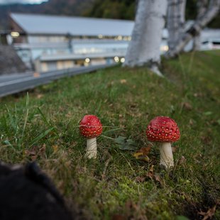 扇沢、黒部ダム30