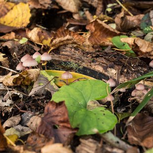 奥裾花渓谷、奥裾花自然園5