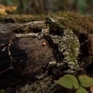 奥裾花渓谷、奥裾花自然園9