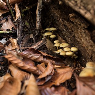 奥裾花渓谷、奥裾花自然園10