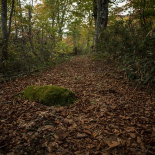 奥裾花渓谷、奥裾花自然園11