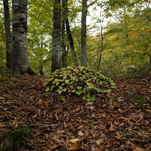 奥裾花渓谷、奥裾花自然園12