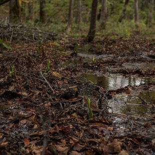 奥裾花渓谷、奥裾花自然園14