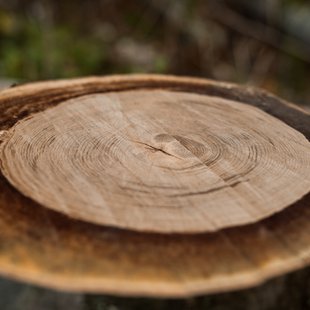 奥裾花渓谷、奥裾花自然園15