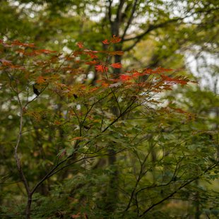 奥裾花渓谷、奥裾花自然園16