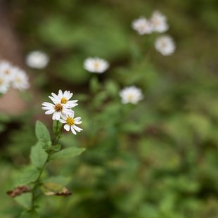 奥裾花渓谷、奥裾花自然園17