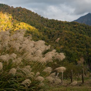 奥裾花渓谷、奥裾花自然園18