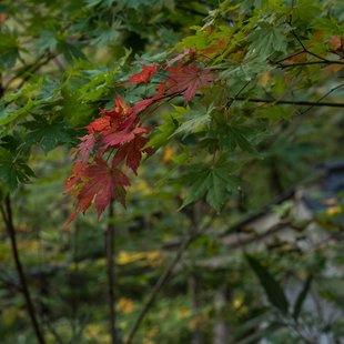 奥裾花渓谷、奥裾花自然園20