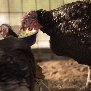 須坂市動物園10