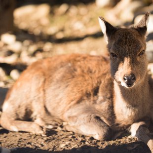 須坂市動物園11