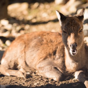須坂市動物園12