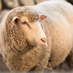 須坂市動物園13