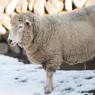 須坂市動物園14