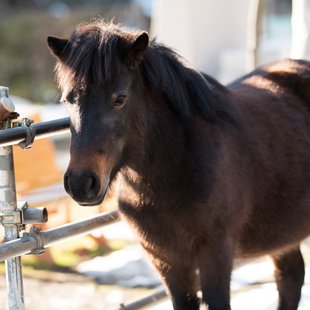 須坂市動物園15