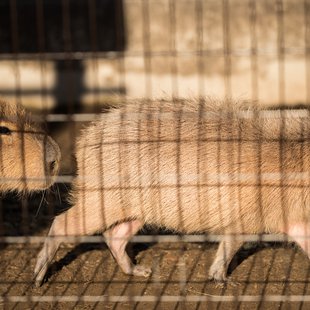 須坂市動物園17