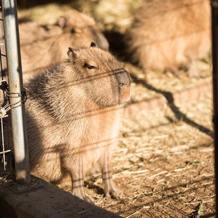 須坂市動物園18