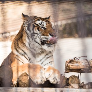 須坂市動物園19