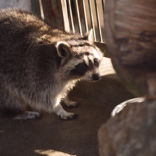 須坂市動物園20