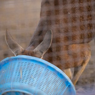 須坂市動物園22