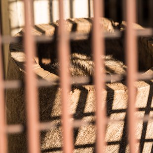 須坂市動物園23