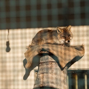 須坂市動物園24
