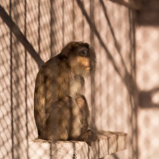 須坂市動物園25