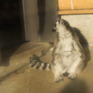 須坂市動物園26