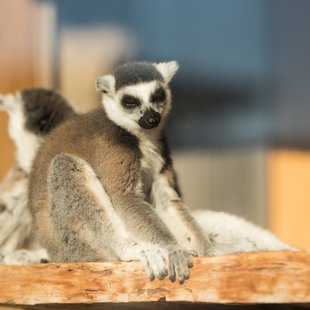 須坂市動物園27