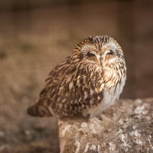 須坂市動物園28