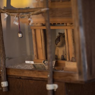 須坂市動物園30