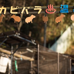 須坂市動物園31