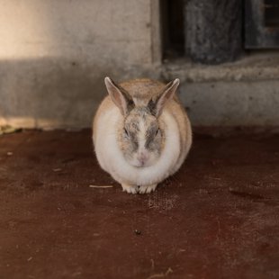 須坂市動物園33