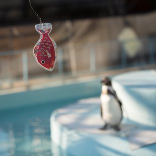 須坂市動物園34