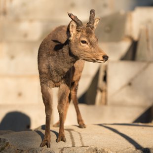 須坂市動物園37