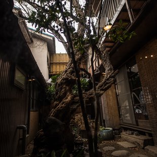 松本市-丸周，ザクロの古木