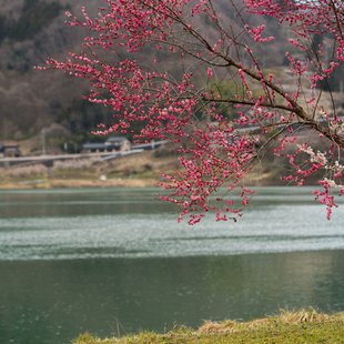 ろうかく湖，ろうかく梅園2