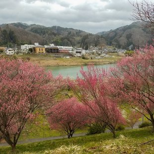 ろうかく湖，ろうかく梅園3
