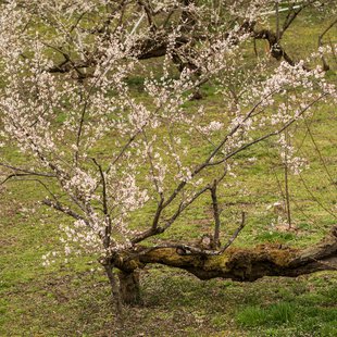 ろうかく湖，ろうかく梅園4