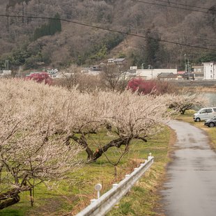 ろうかく湖，ろうかく梅園5